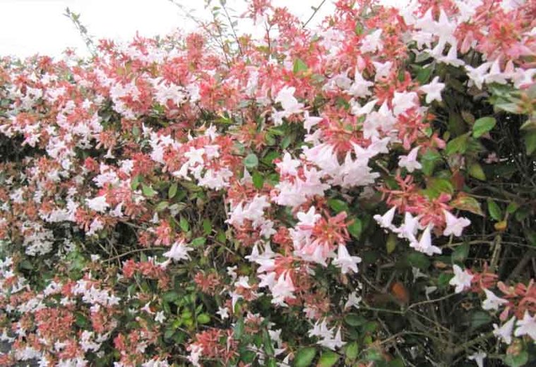 Glossy Abelia New Plants Every Day