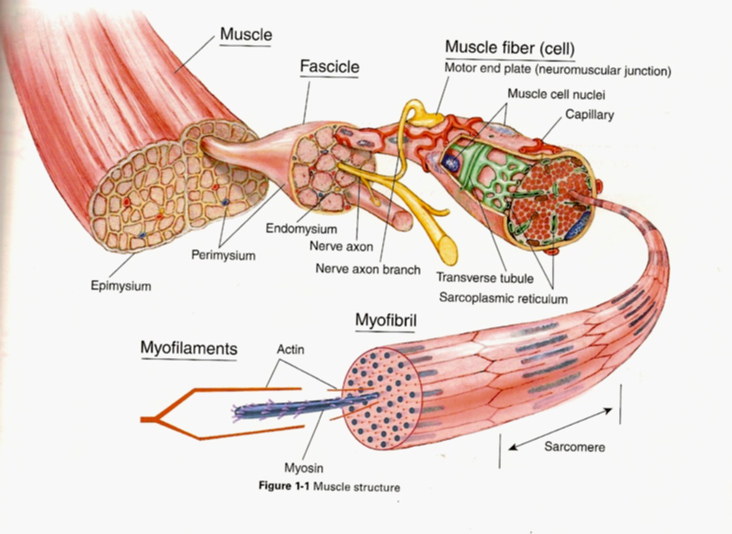 Ultrastructure of skeletal muscle.jpeg