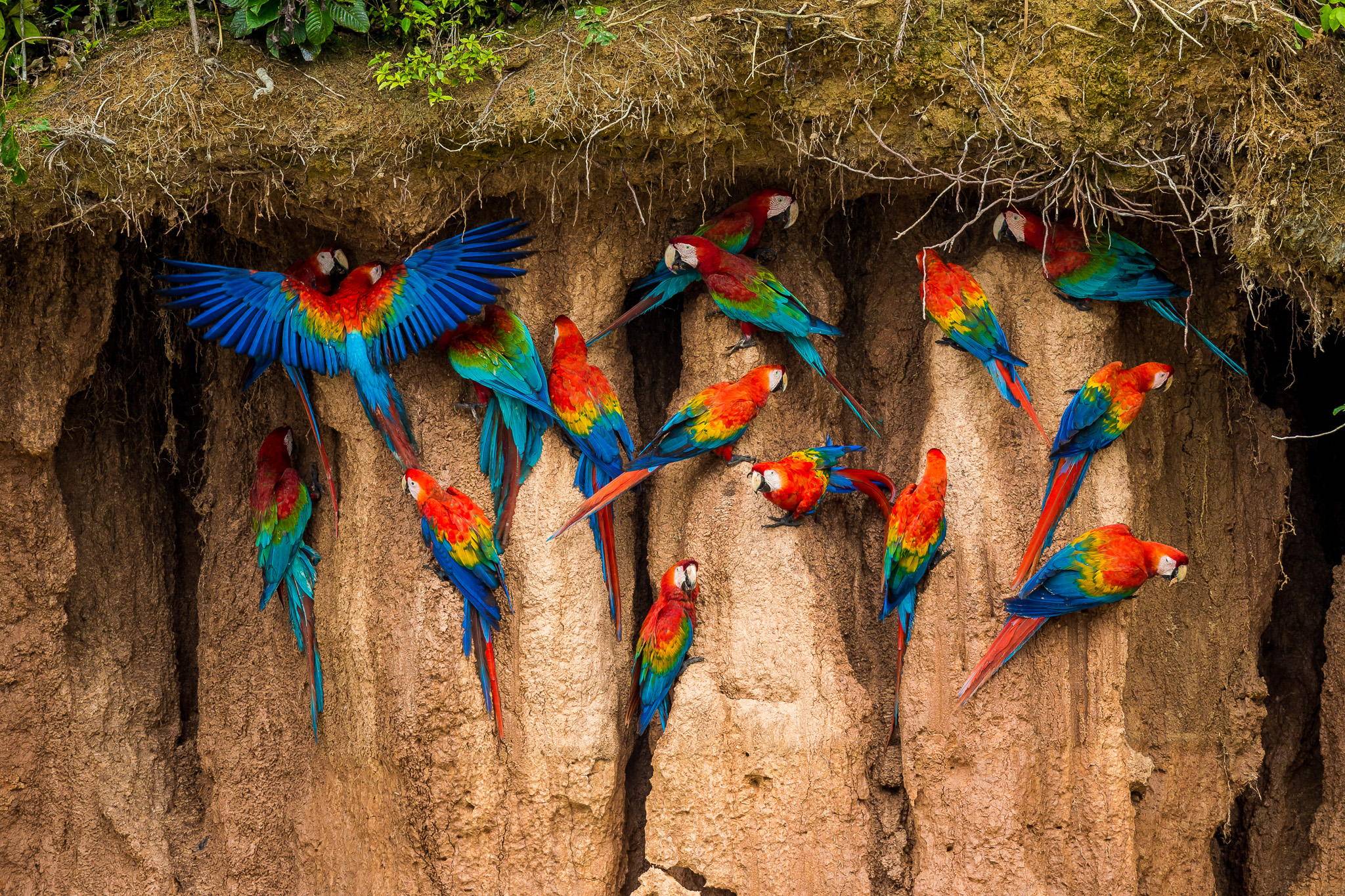 How-Do-Macaws-Know-Chemistry-.jpg