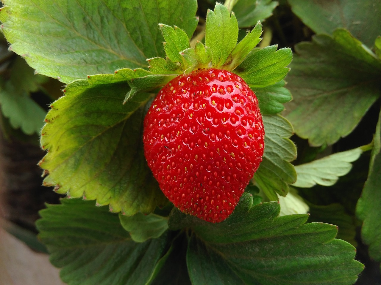 strawberry-2547654_1280.jpg