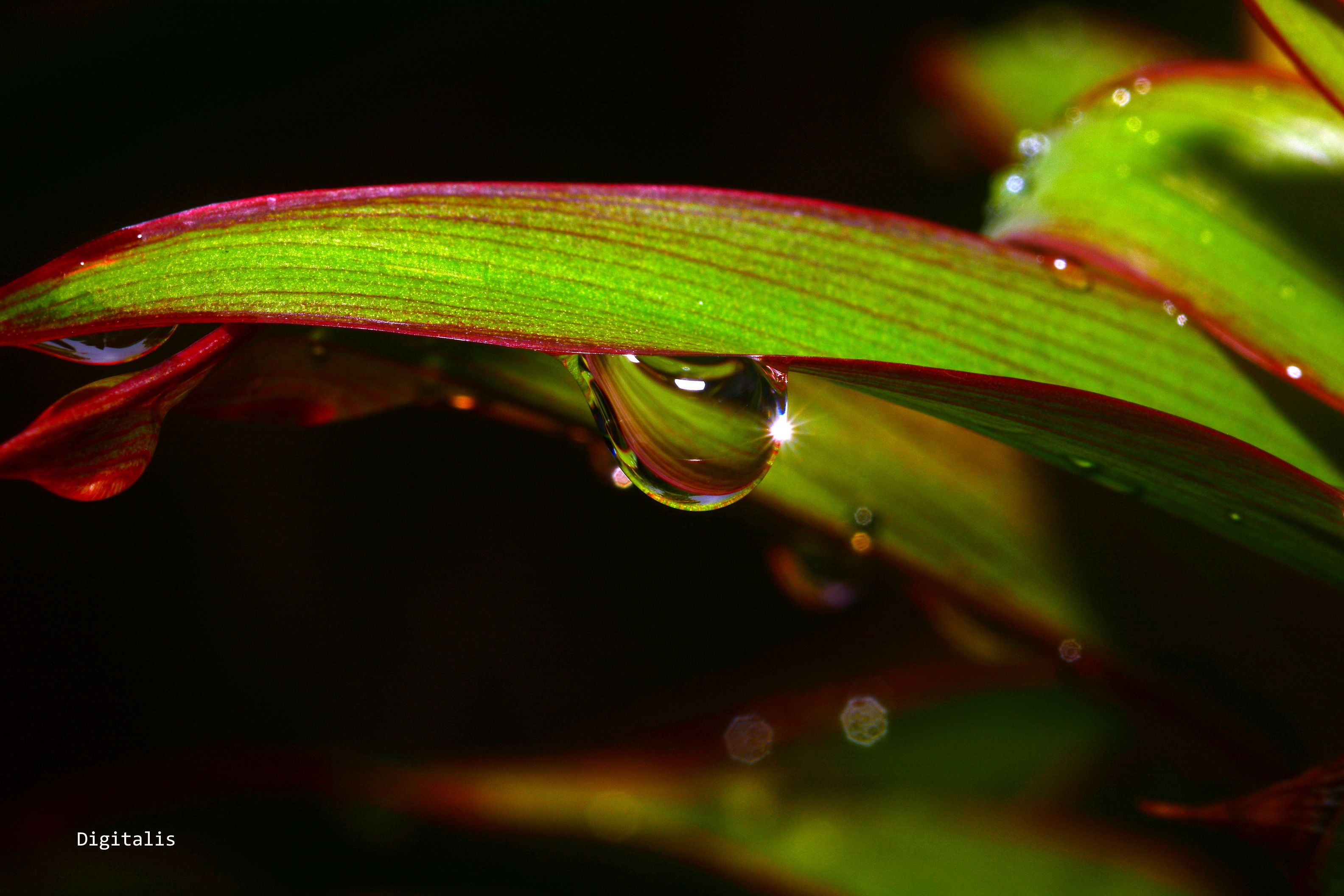 DSC_1432.JPG