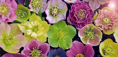 closeup-lenten-rose-hybrids-joanne-fuller-homeowner_8998.jpg