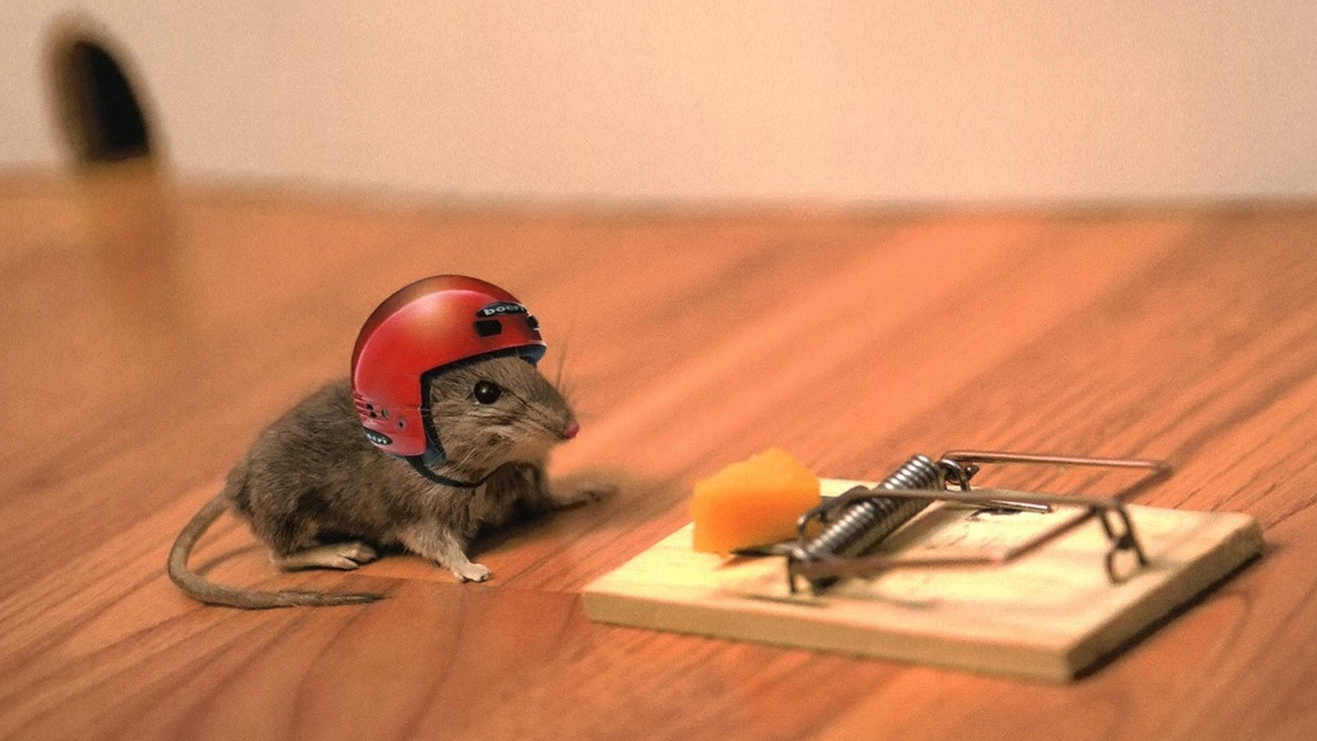trap-cheese-helmet-mouse.jpg