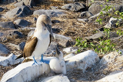 blue-footed-booby-2422192__340.jpg