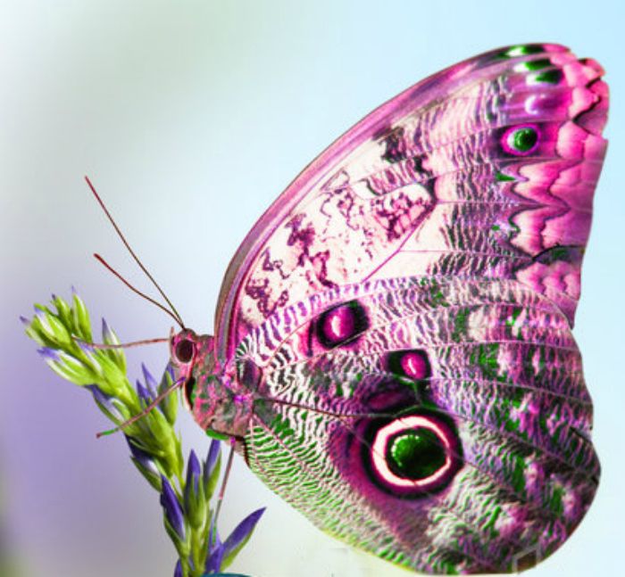 e9363094ba2912f66f9265bc12cb798e--shades-of-purple-purple-butterfly.jpg