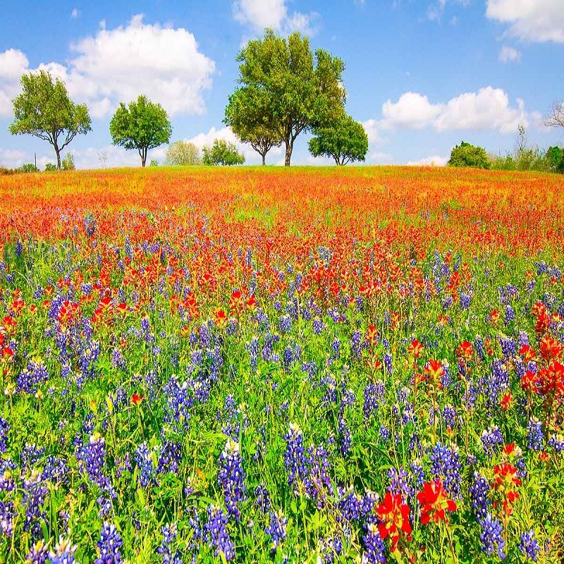 Wildflowers-Texas.jpg