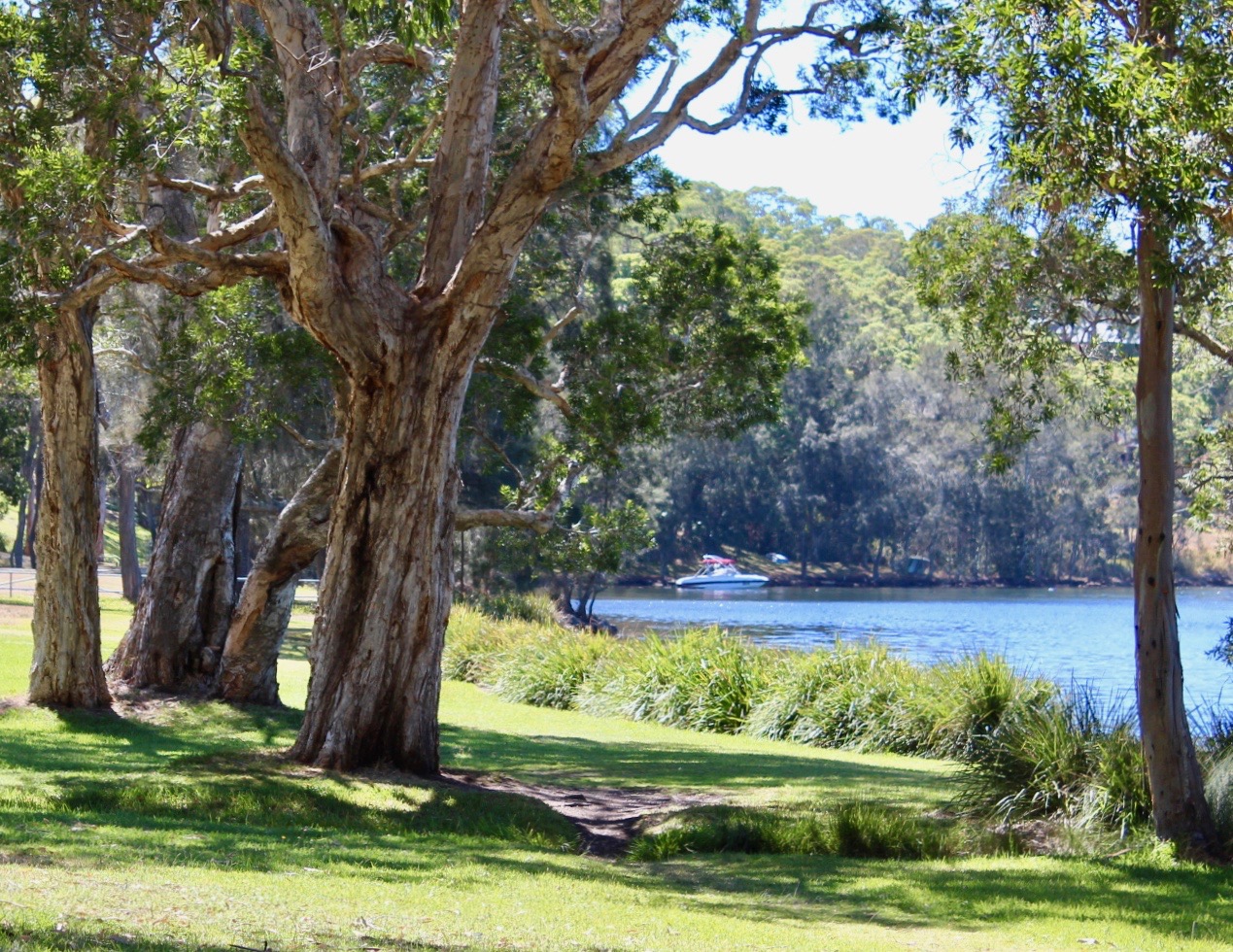 Gum Trees Paperbarks And Cockatoos At Lake Macquarie Australia Photography Steemit
