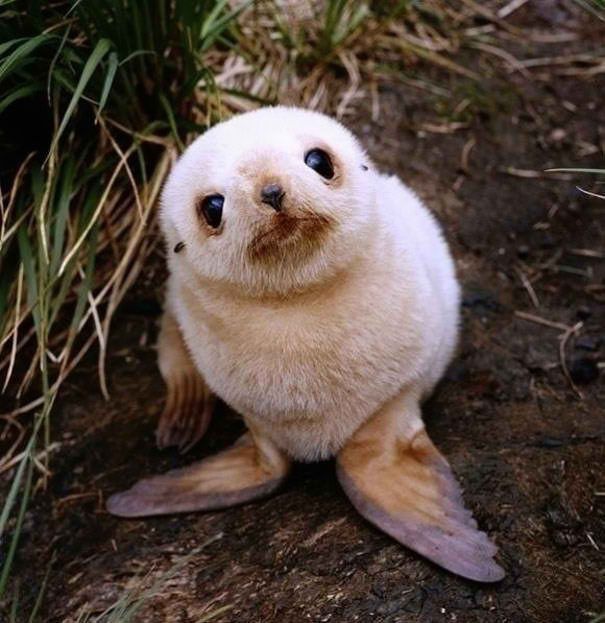 seal2.jpg