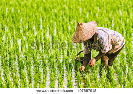 stock-photo-the-farmer-planting-on-the-organic-paddy-rice-farmland-497587918.jpg