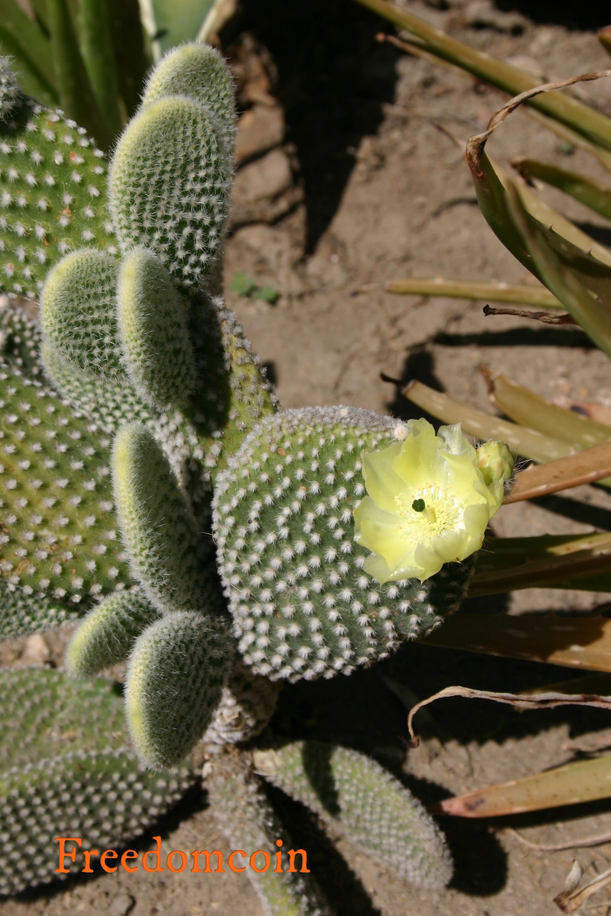 plants and cactus flowers 2009 012.jpg