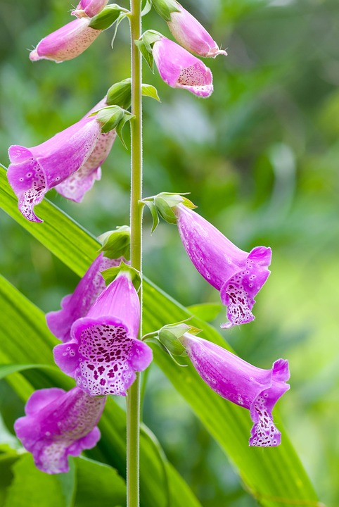 Summer-Nature-Digitalis-Flowers-Flower-Plant-3269803.jpg