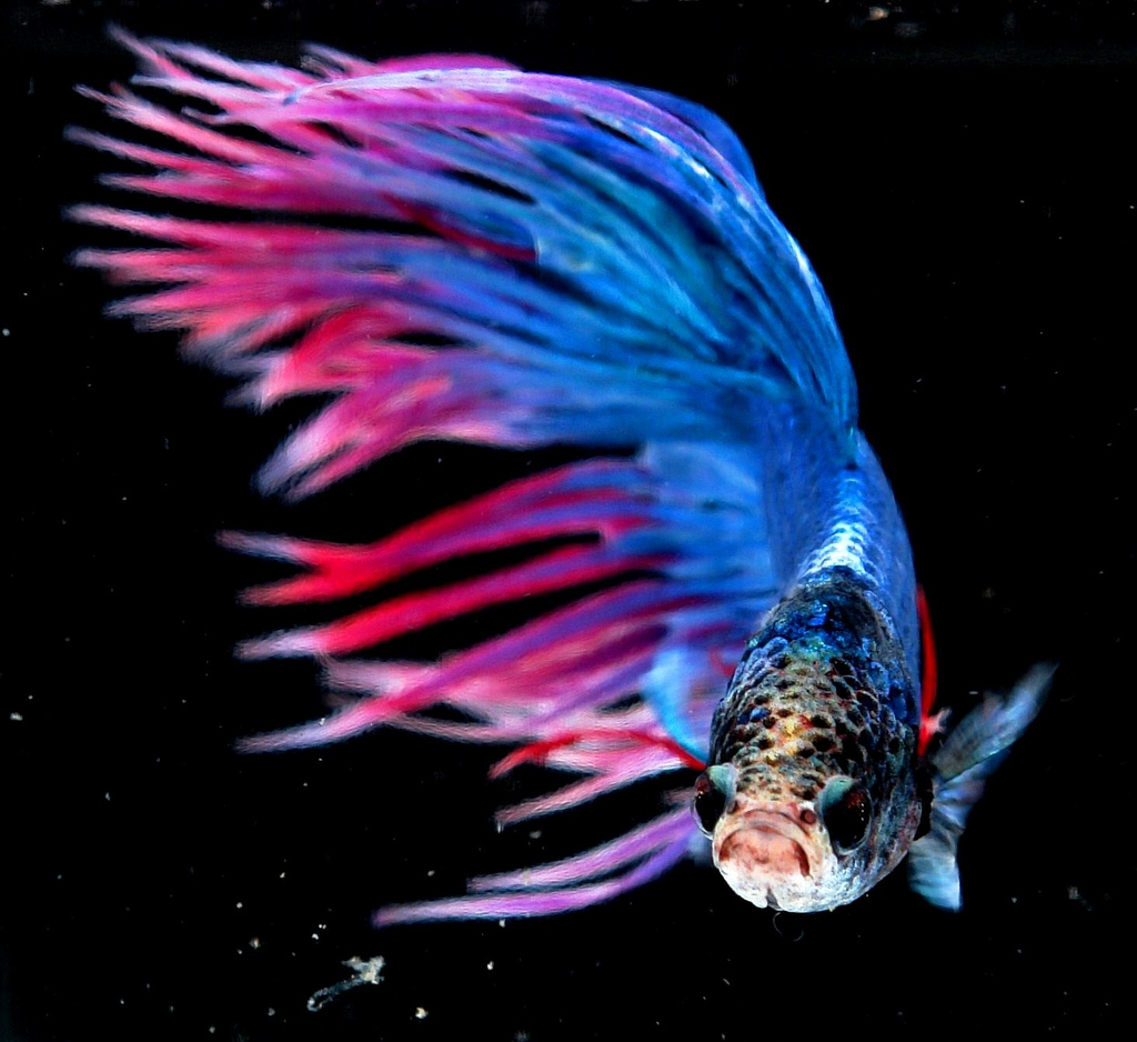 siamese-fighting-fish.jpg