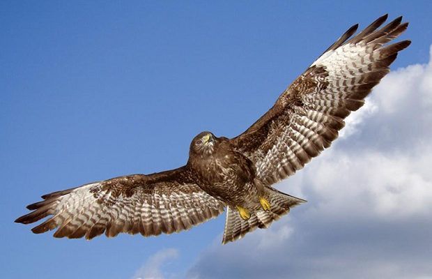 Burung Elang Steemit
