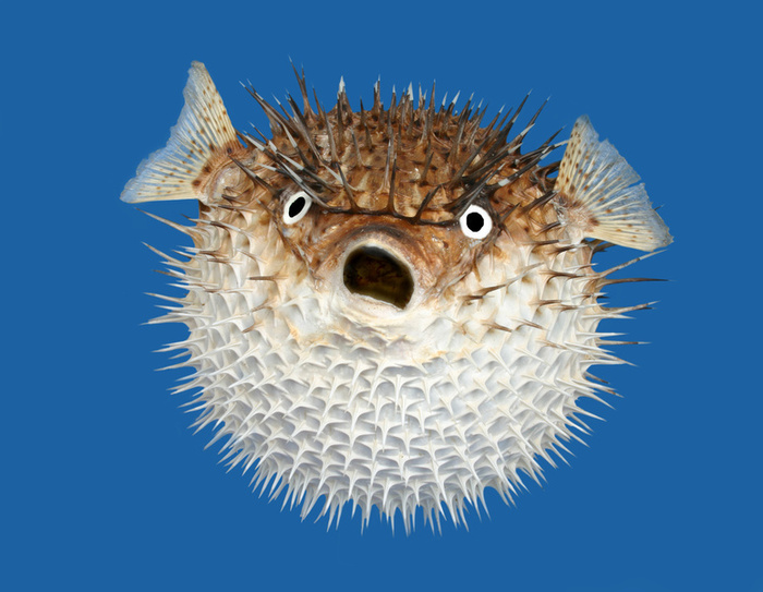 porcupinefish-pic.jpg