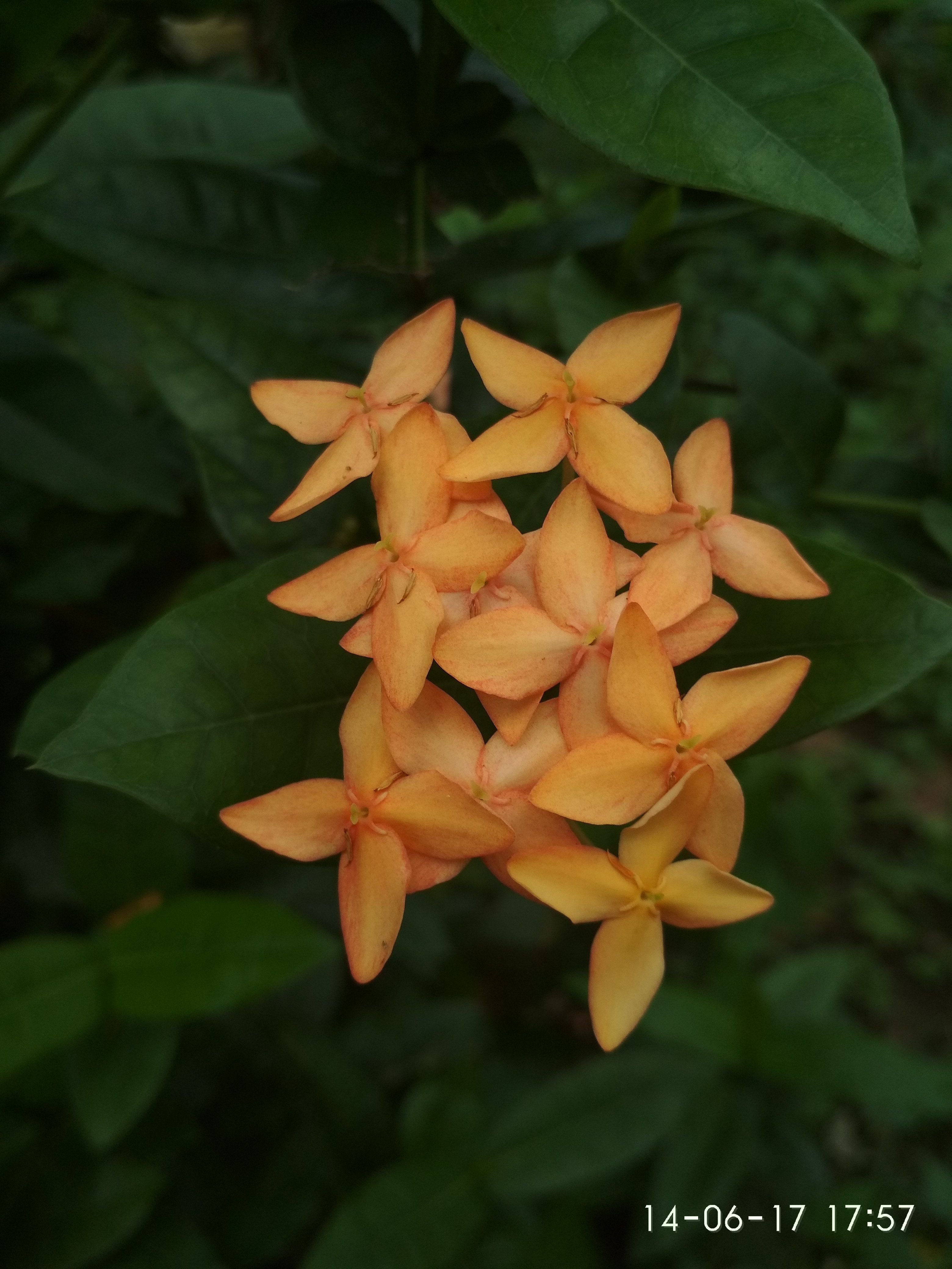 Ashoka Flower Which Is Considered Able To Repel The Sadness Steemit