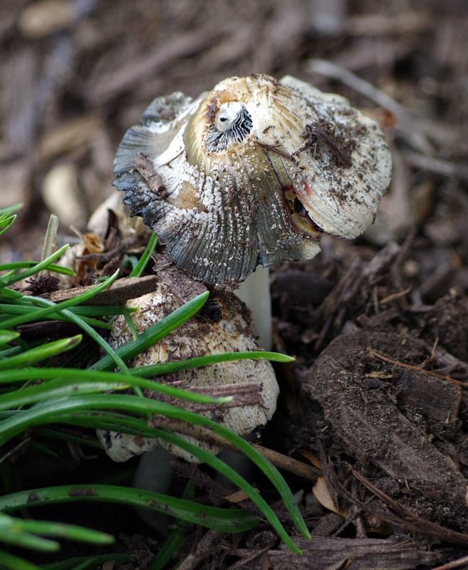 mushrooms fungifriday sunscape.jpg