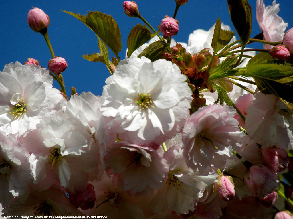 SpringBlossoms-001-041118.jpg
