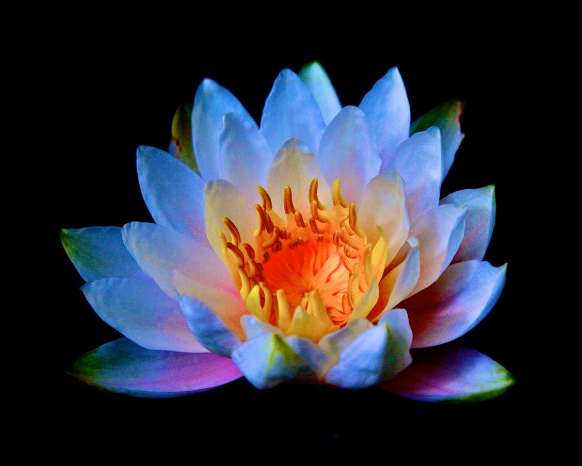 Love Lotus copy.jpg