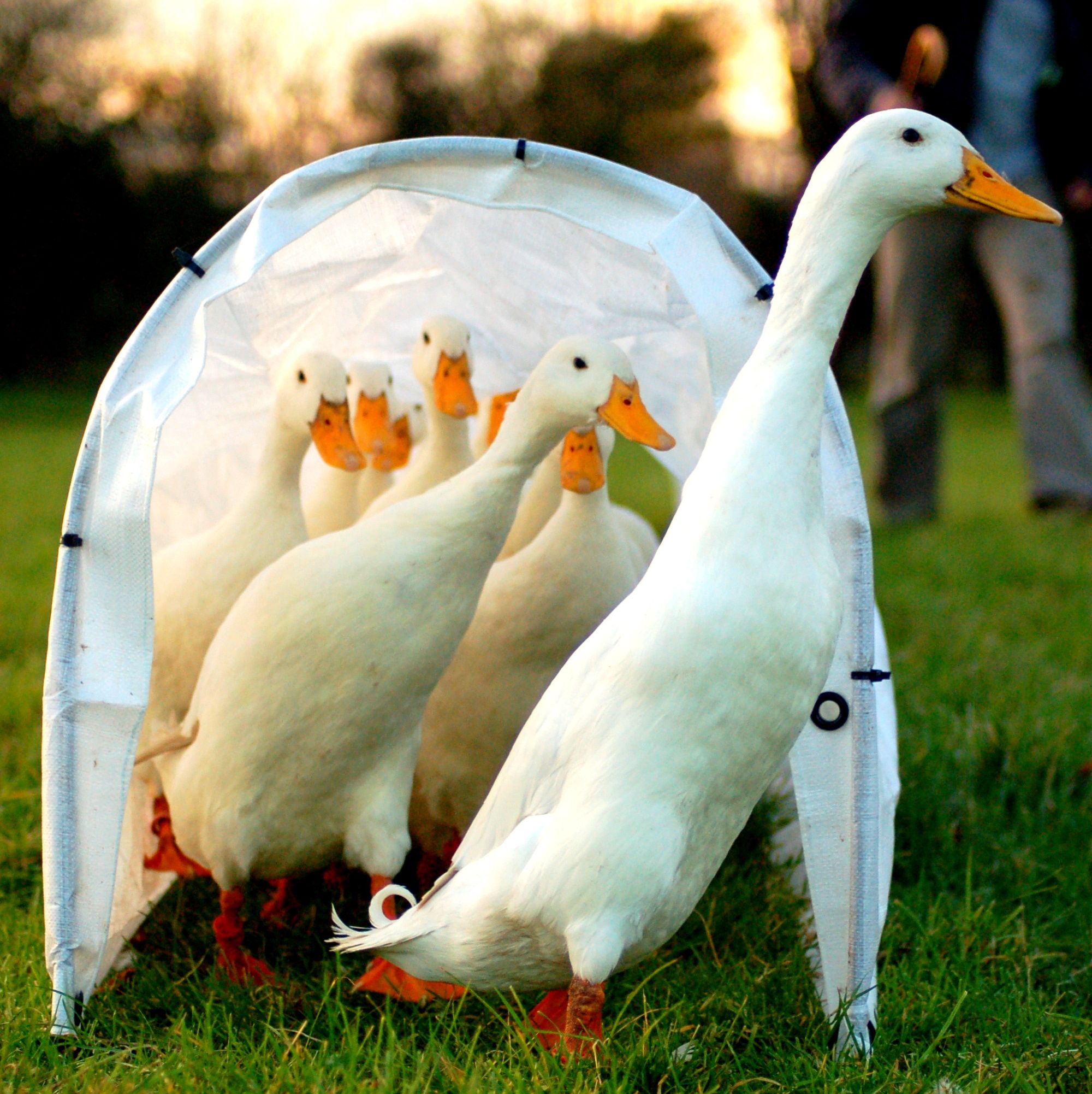 Tunnel_of_ducks.jpg