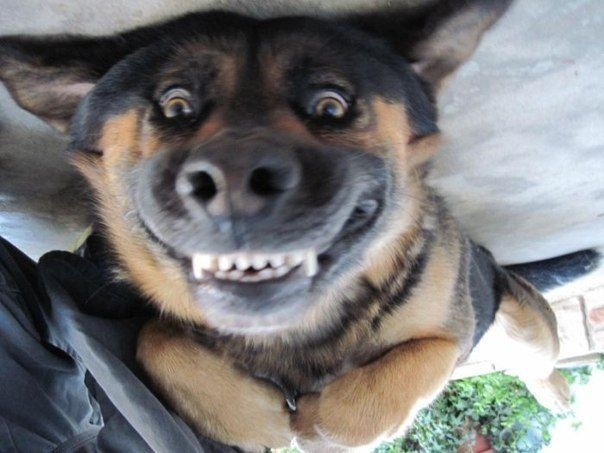 funny smiling animal pictures