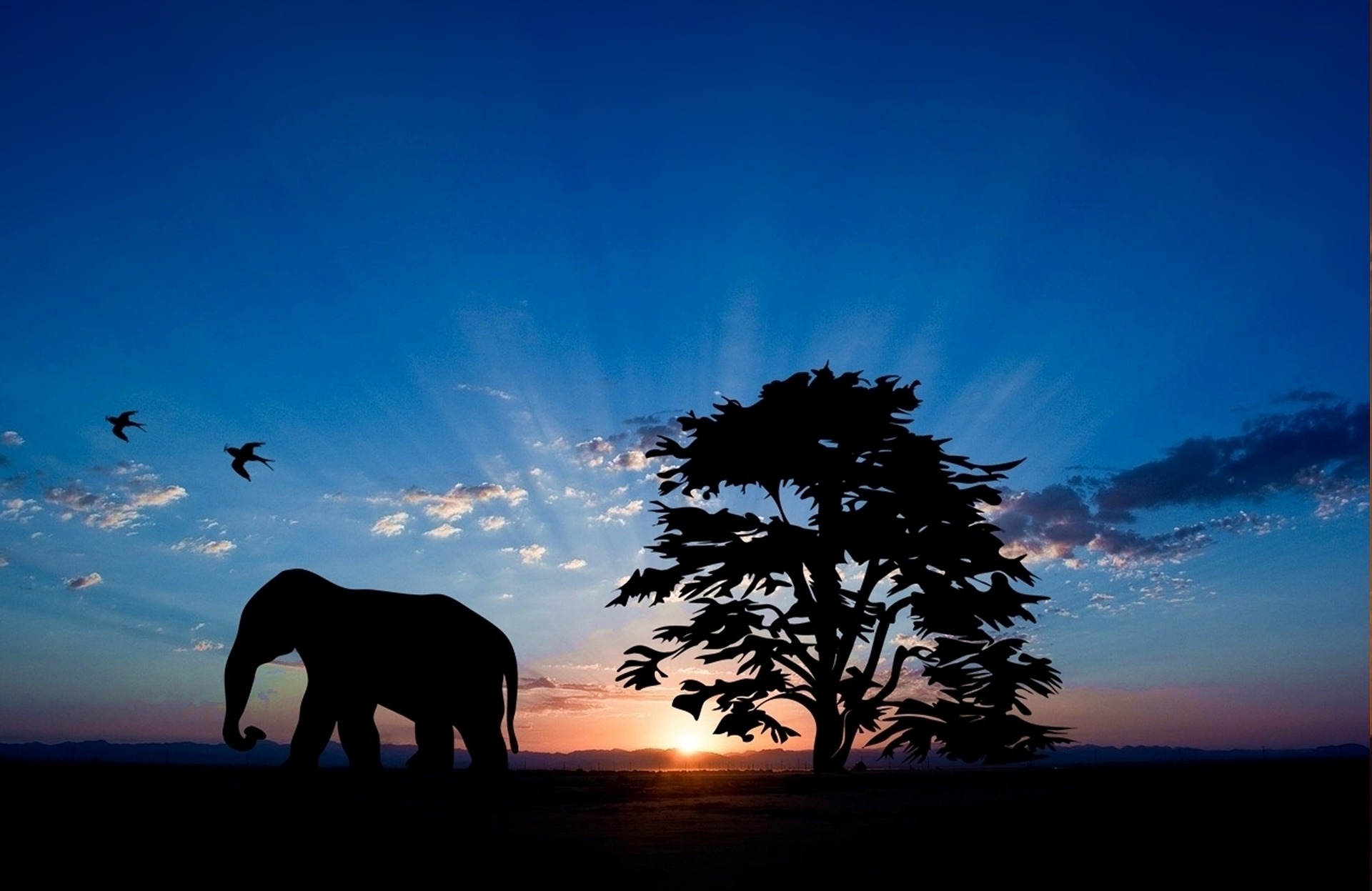 elephant-985473_1920.jpg