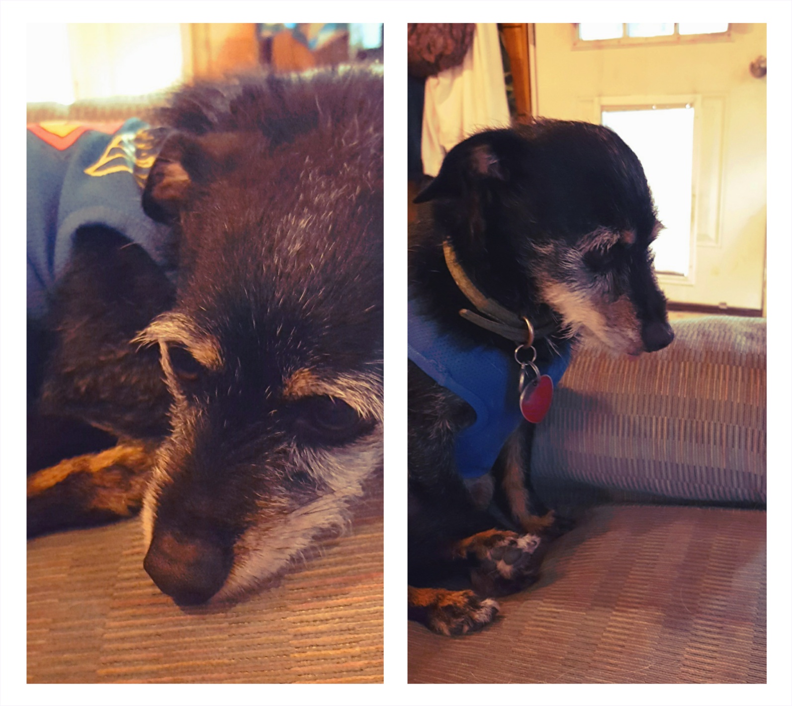 Collage - Copy (1).JPG