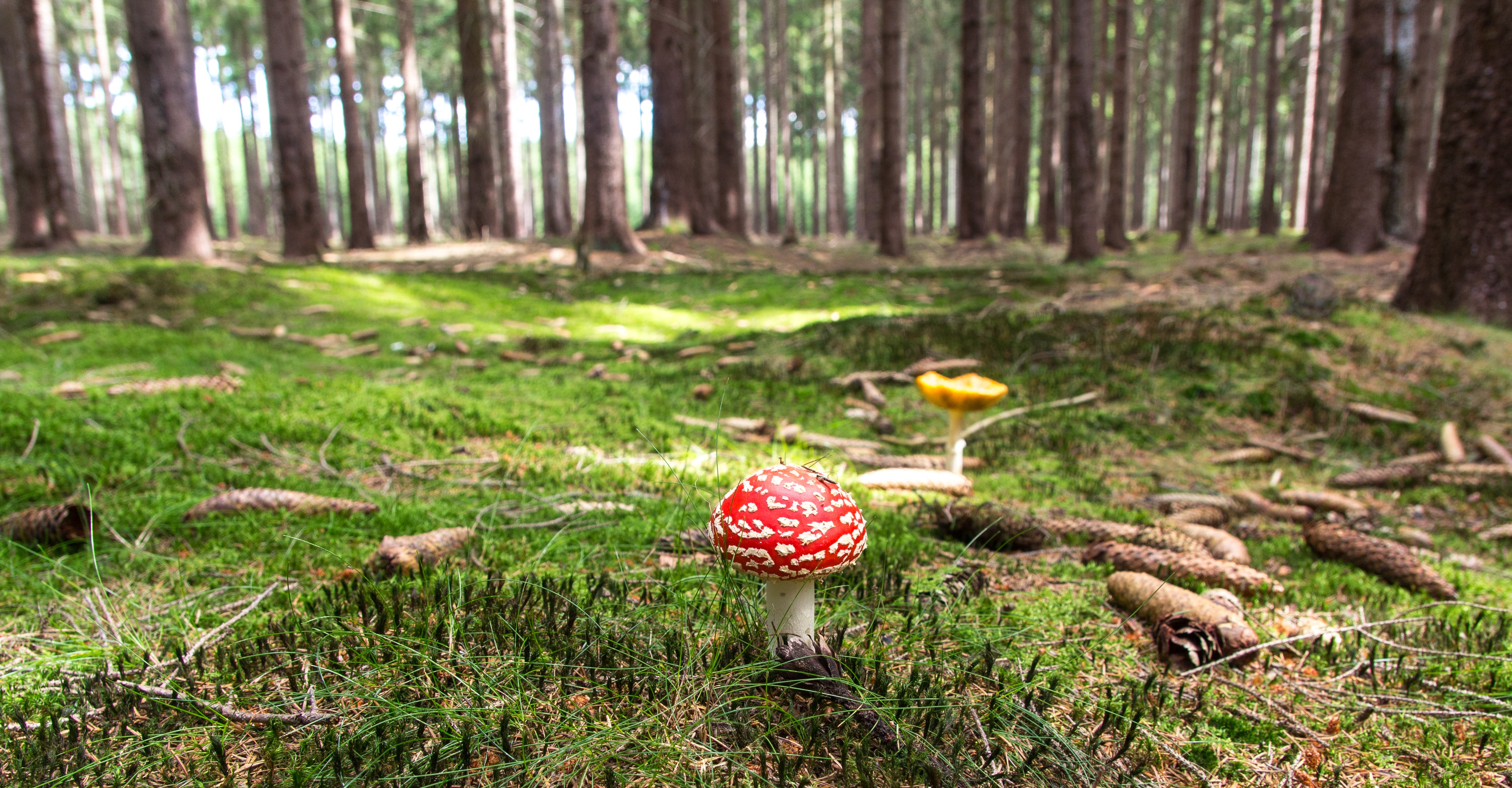 fly-agaric-mushroom-forest-forestry-53154.jpeg