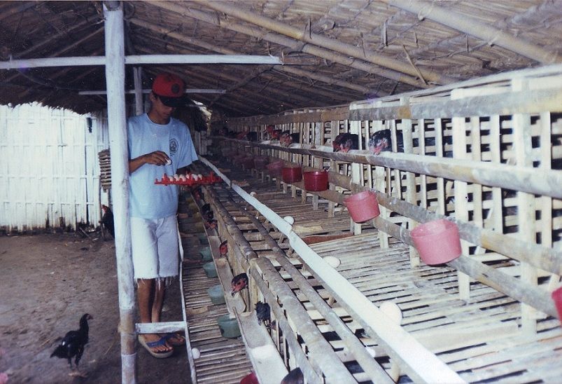 kandang ayam.jpg