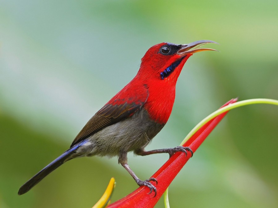 Kolibri Sepah Raja Steemit