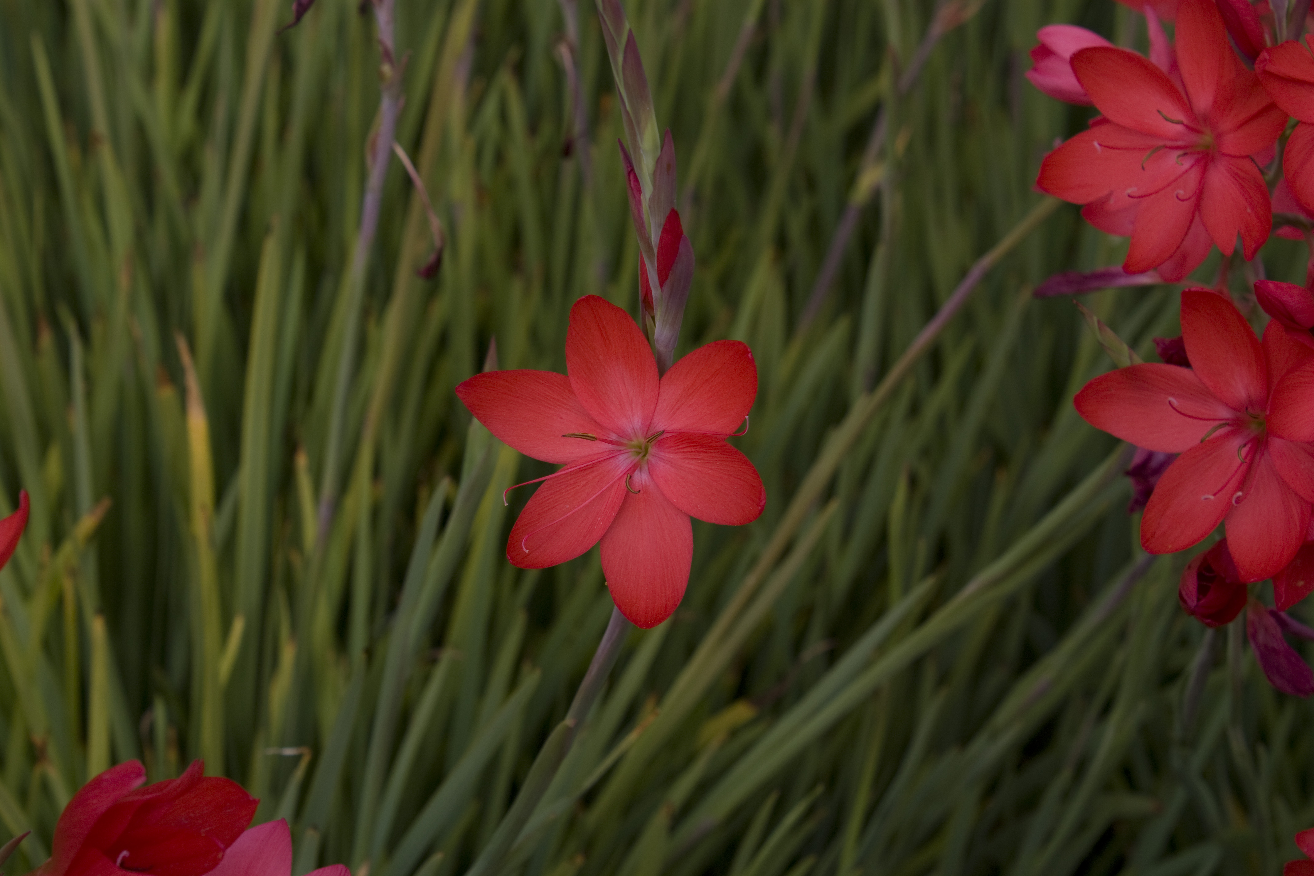 Deep Red Flower.jpg