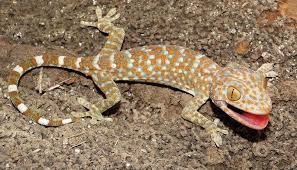 Gecko or Toko Philippines.jpg