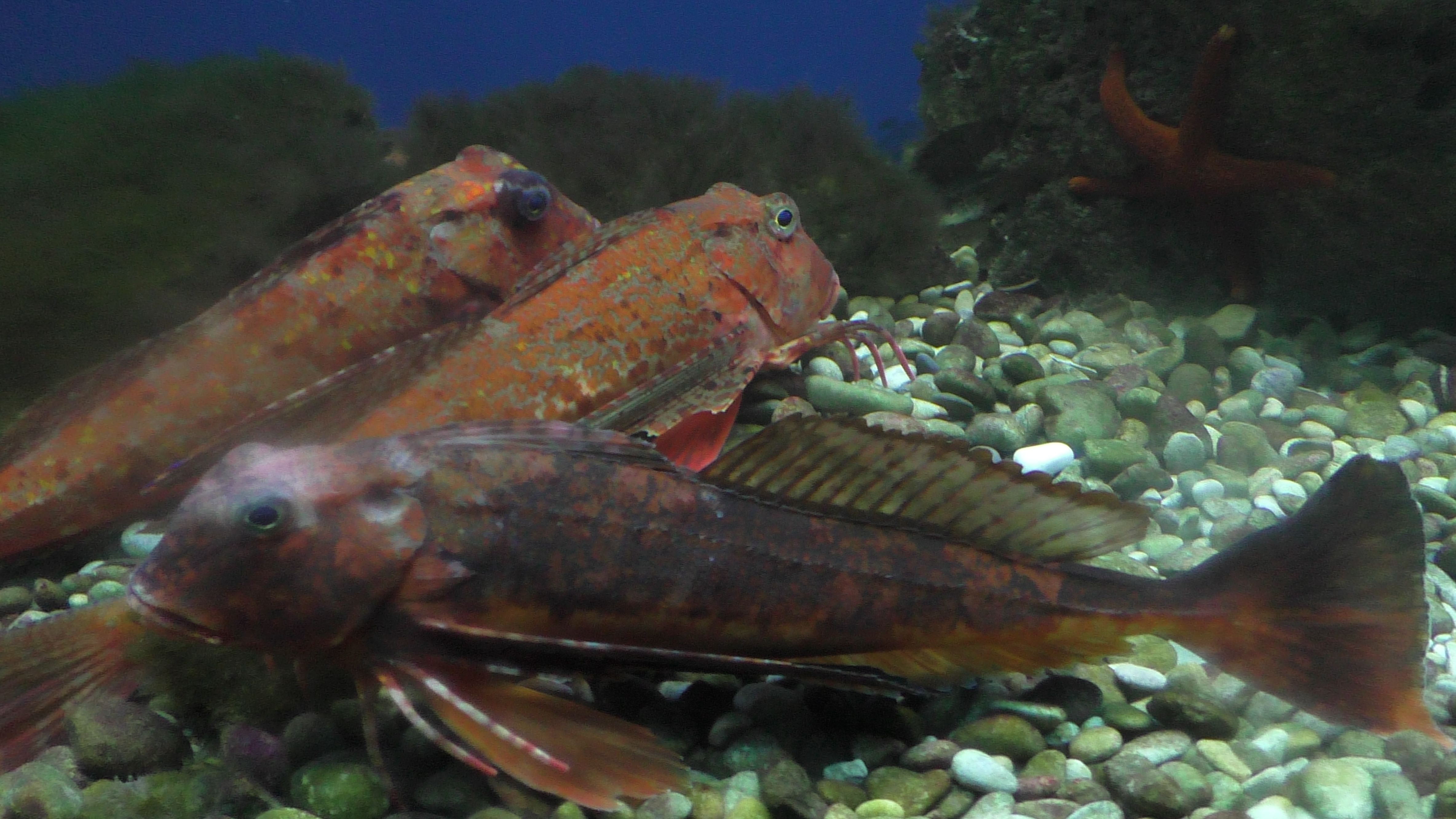 Climbing fish — Steemit