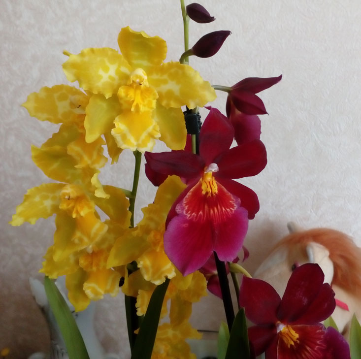 IMG_20160628_113658--.jpg