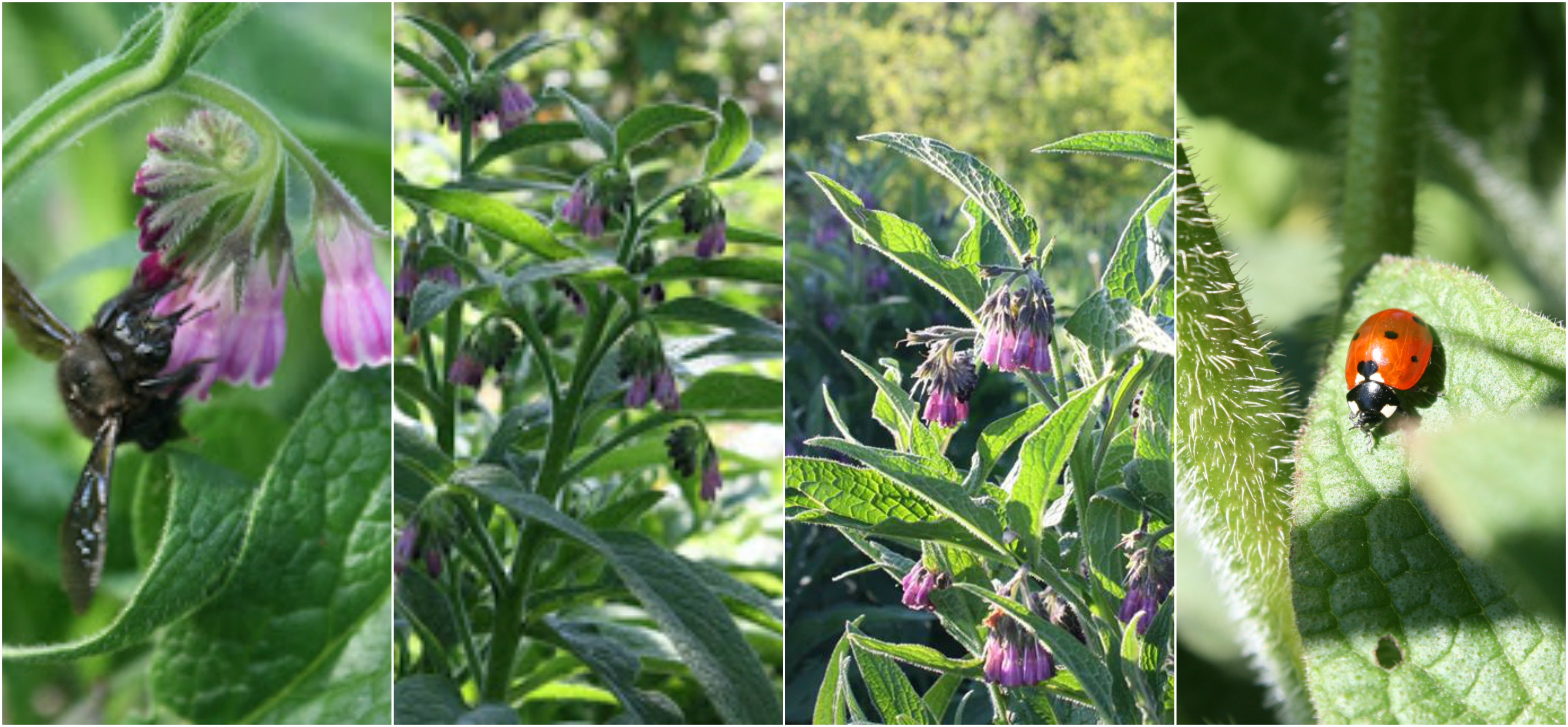 Comfrey_bocking_14_permaculture.jpg