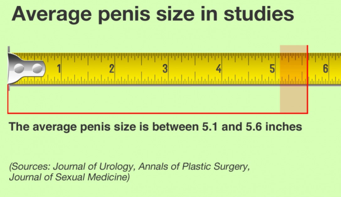 How big is the average penis?, Science