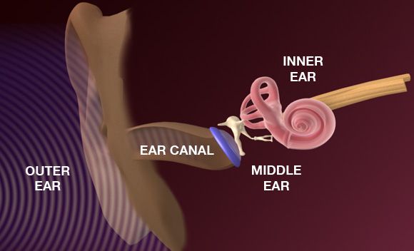 inner-ear1.jpg