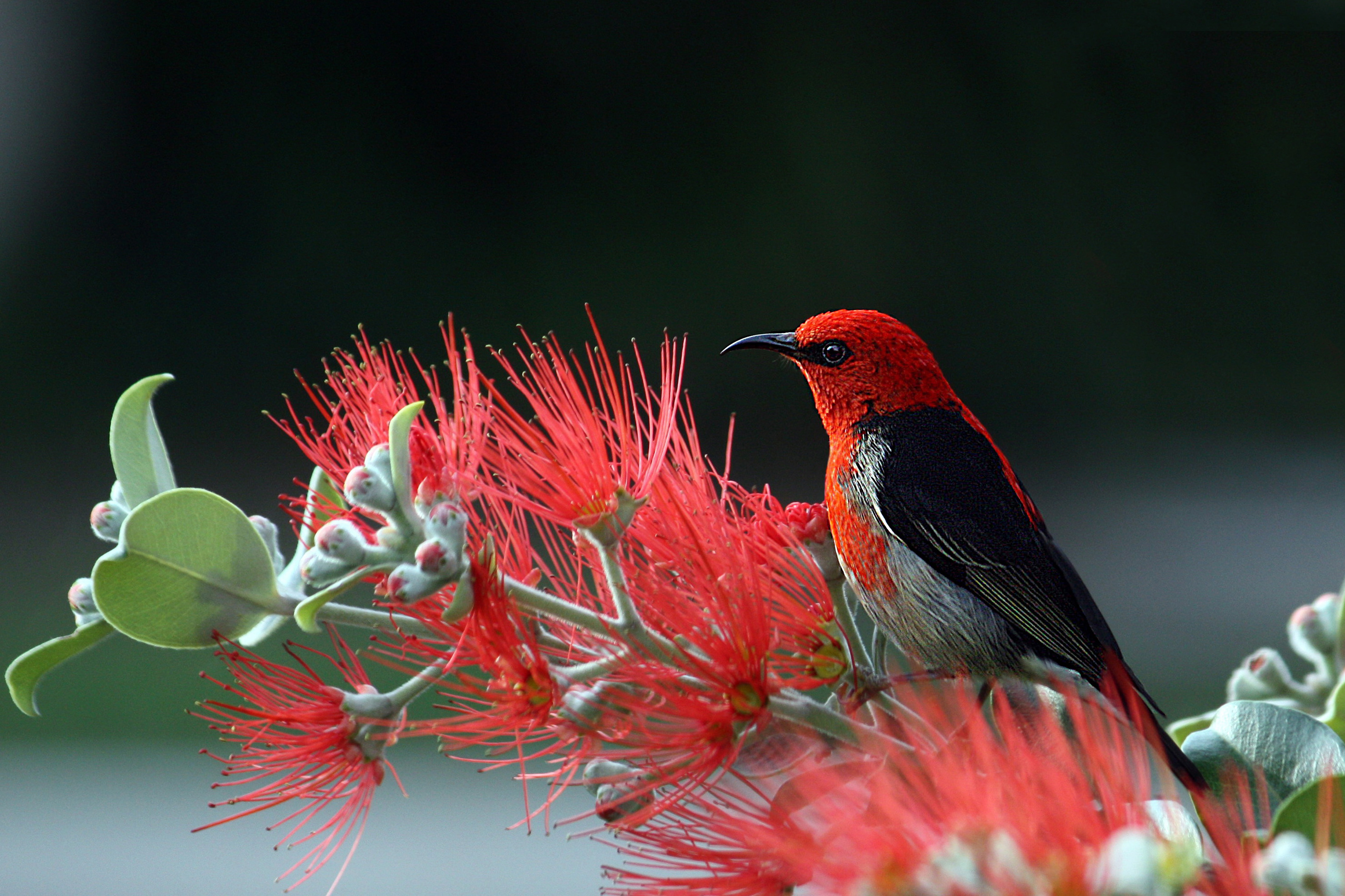 scarlet-honeyeater-bird-r.jpg