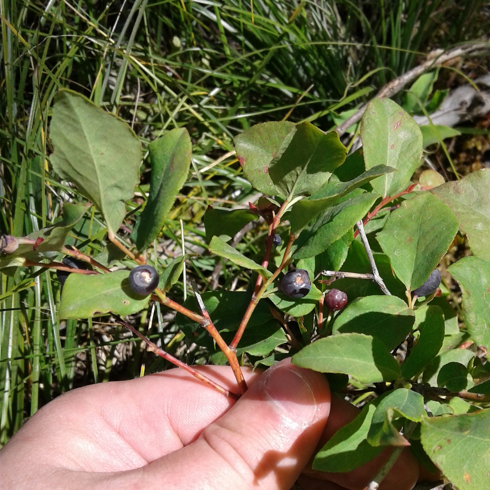 huckleberry bush.jpg