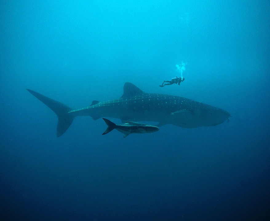 wal-1839632_960_720.jpg