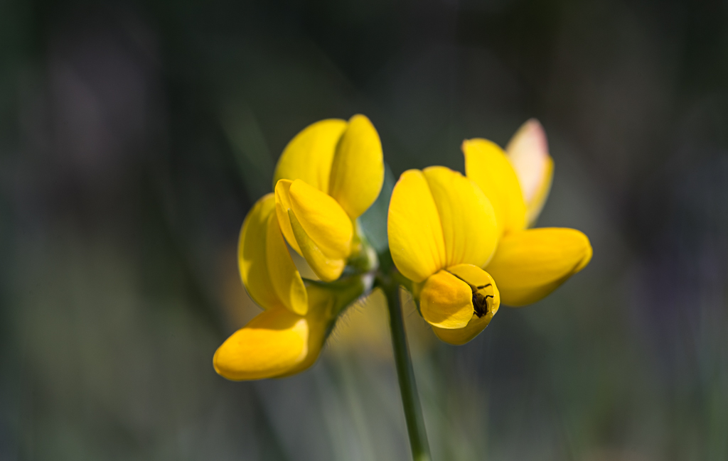 20-05-2018-flower and bee-04982.jpg