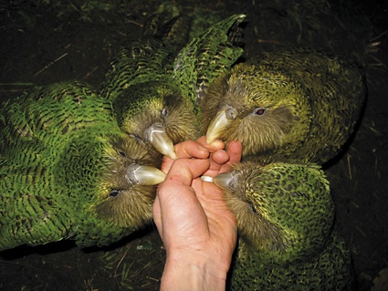 kakapolove.jpg