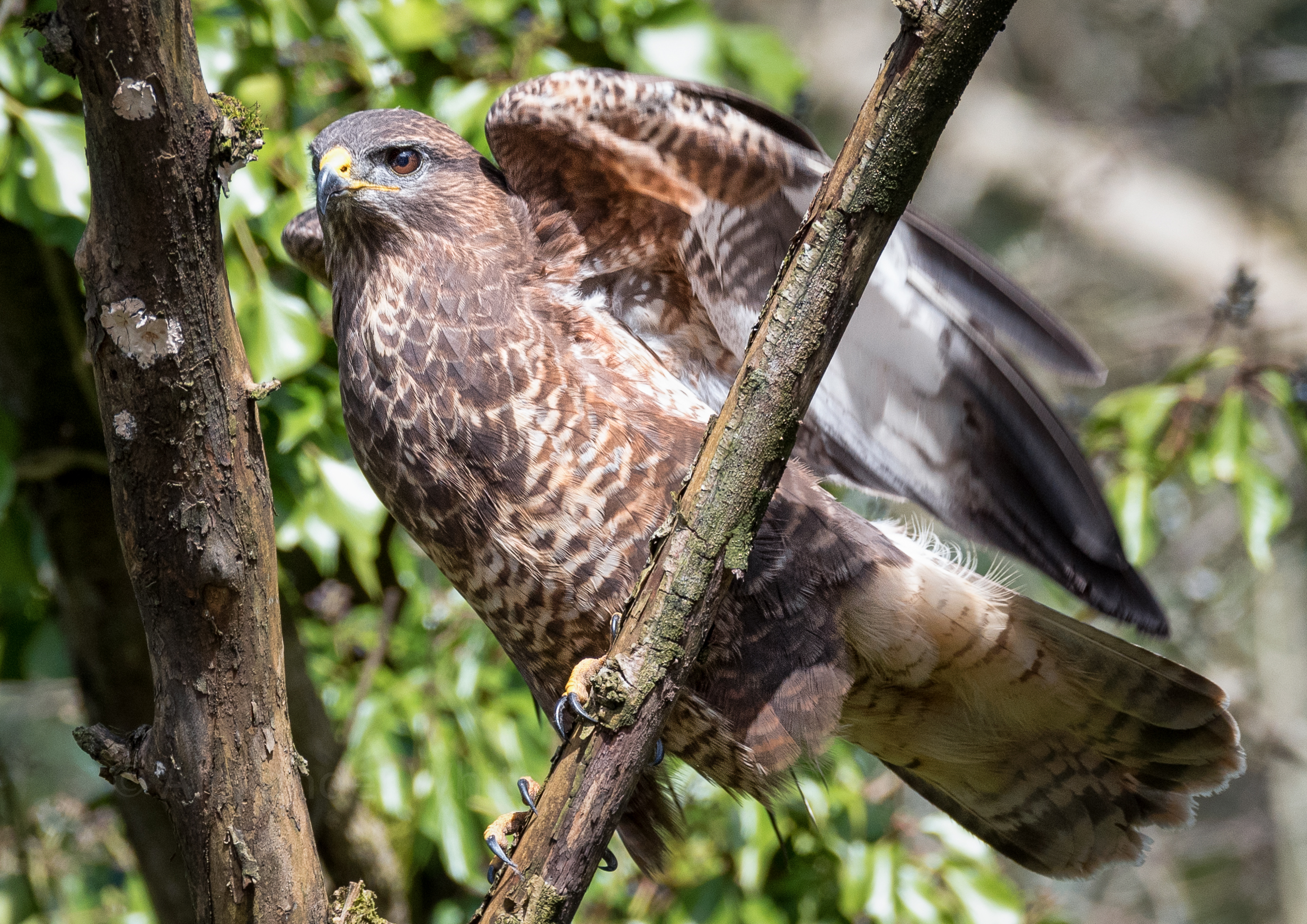 Buzzard Hide 2.JPG