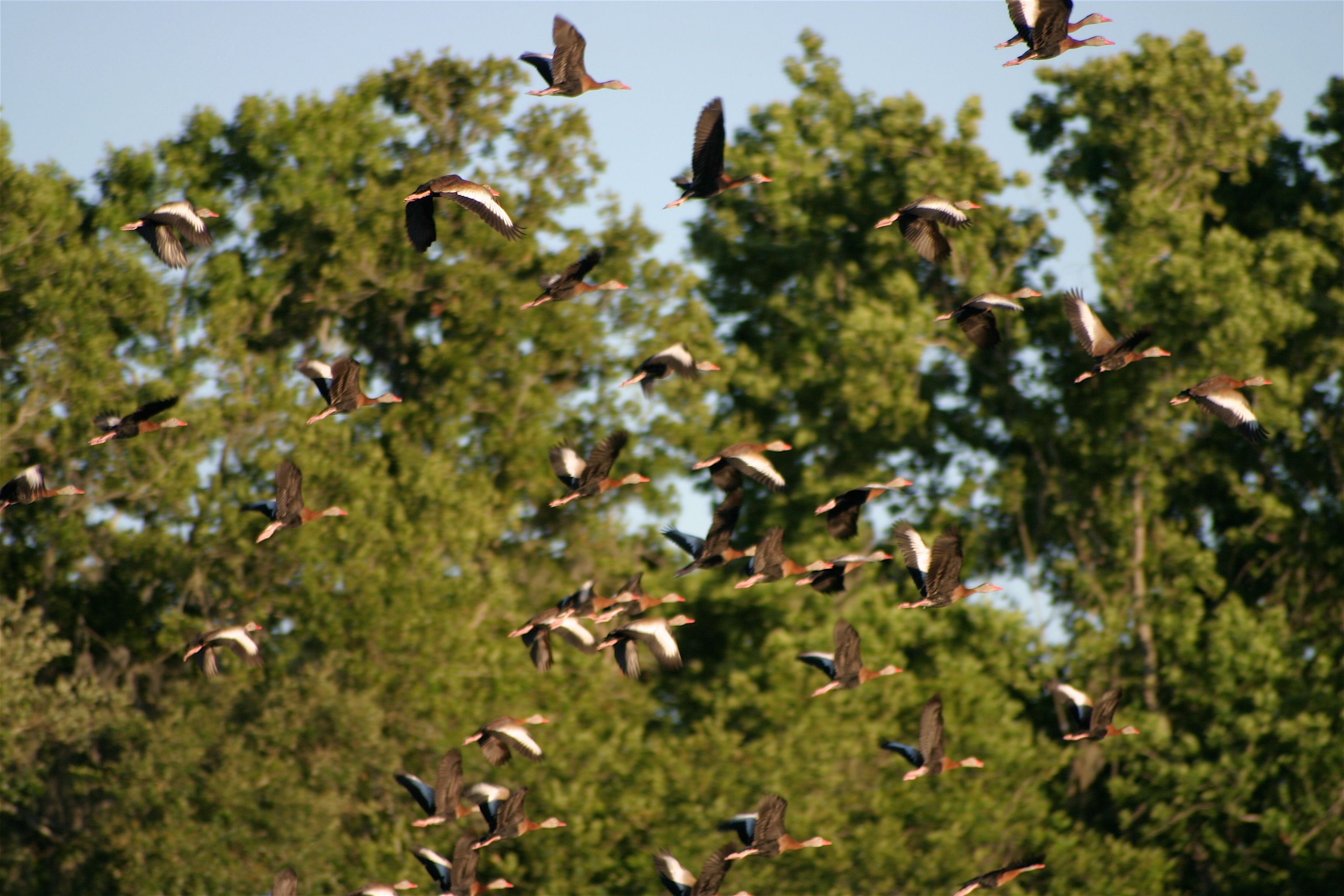 ducks flying 3.jpg
