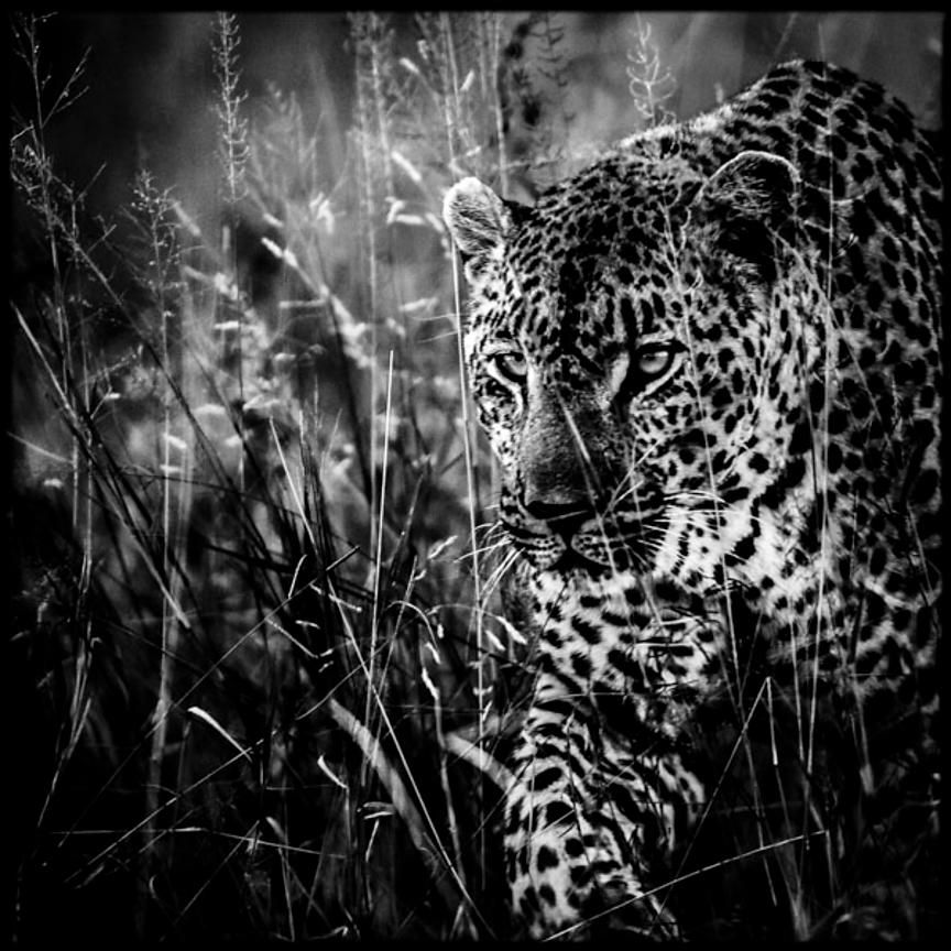 4407-Leopard_South_Africa_2008_Laurent_Baheux_xgaplus.jpg