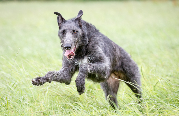 SCOTTISH DEERHOUND.jpg