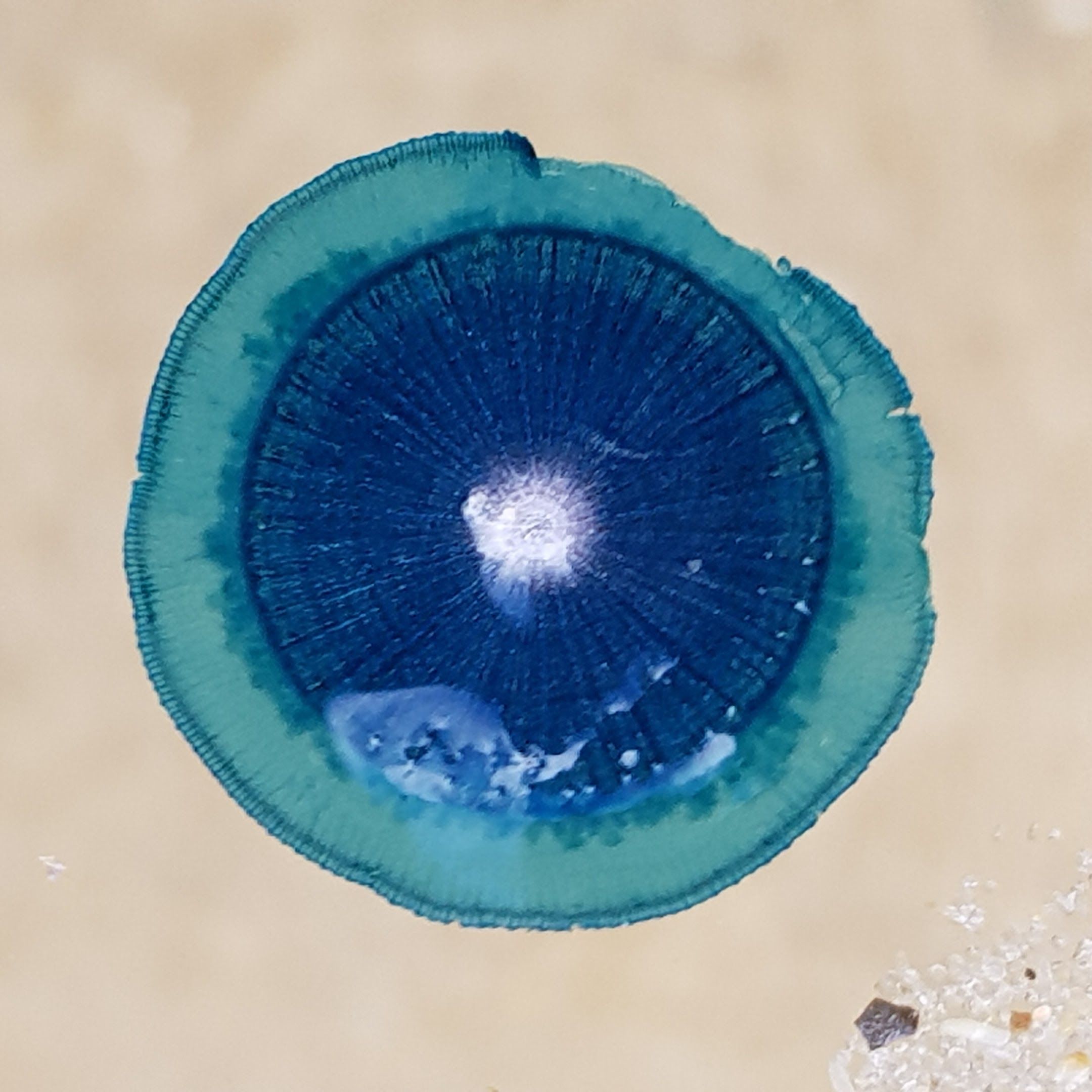 The Blue Button Jellyfish Washing Up on Our Beaches Aren't Jellyfish at All