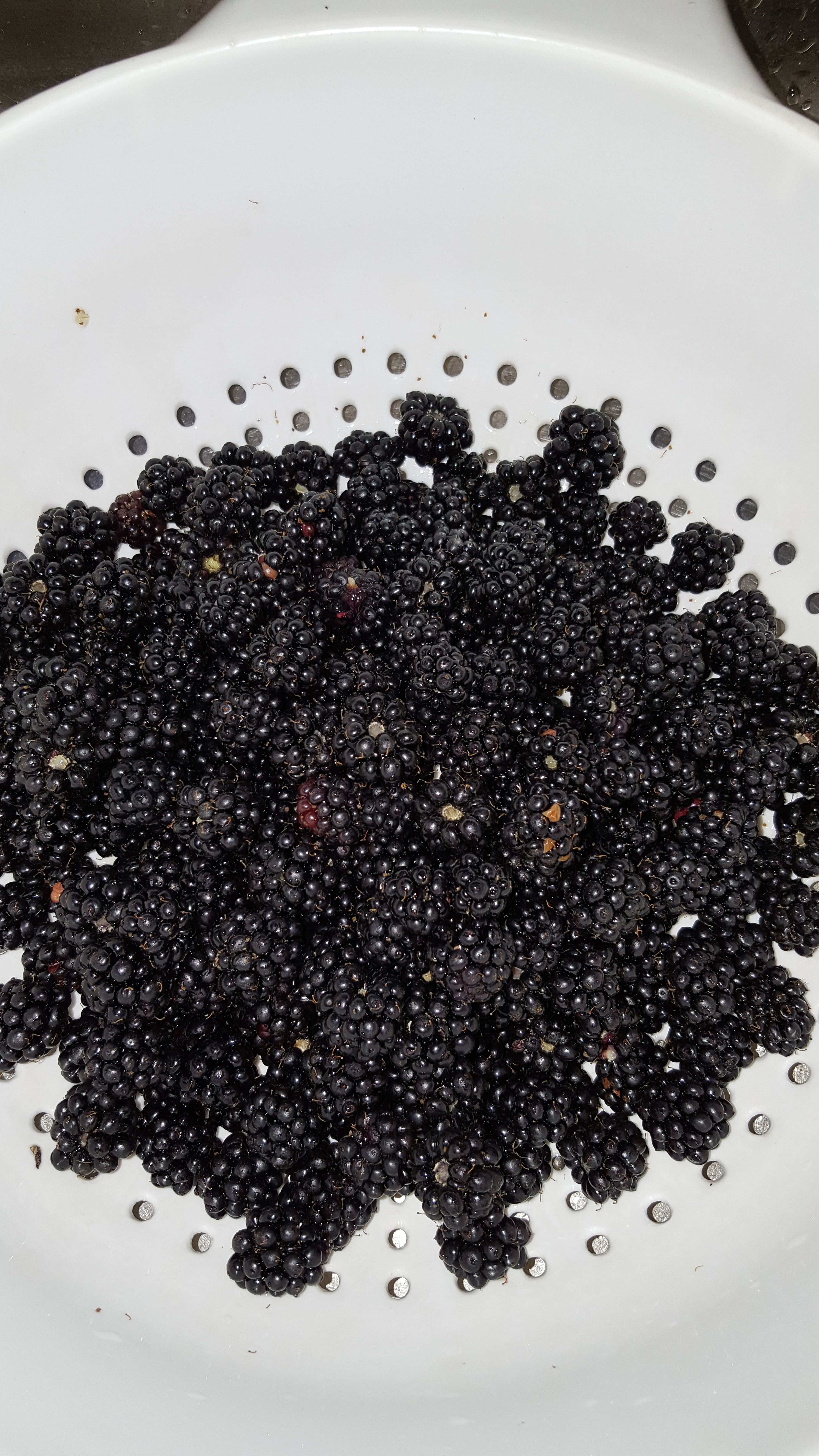 blackberries 1st harvest.jpg