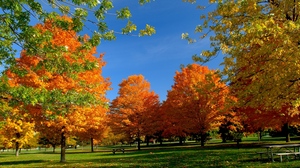 trees_park_autumn_grass_leaves_90983_300x168.jpg
