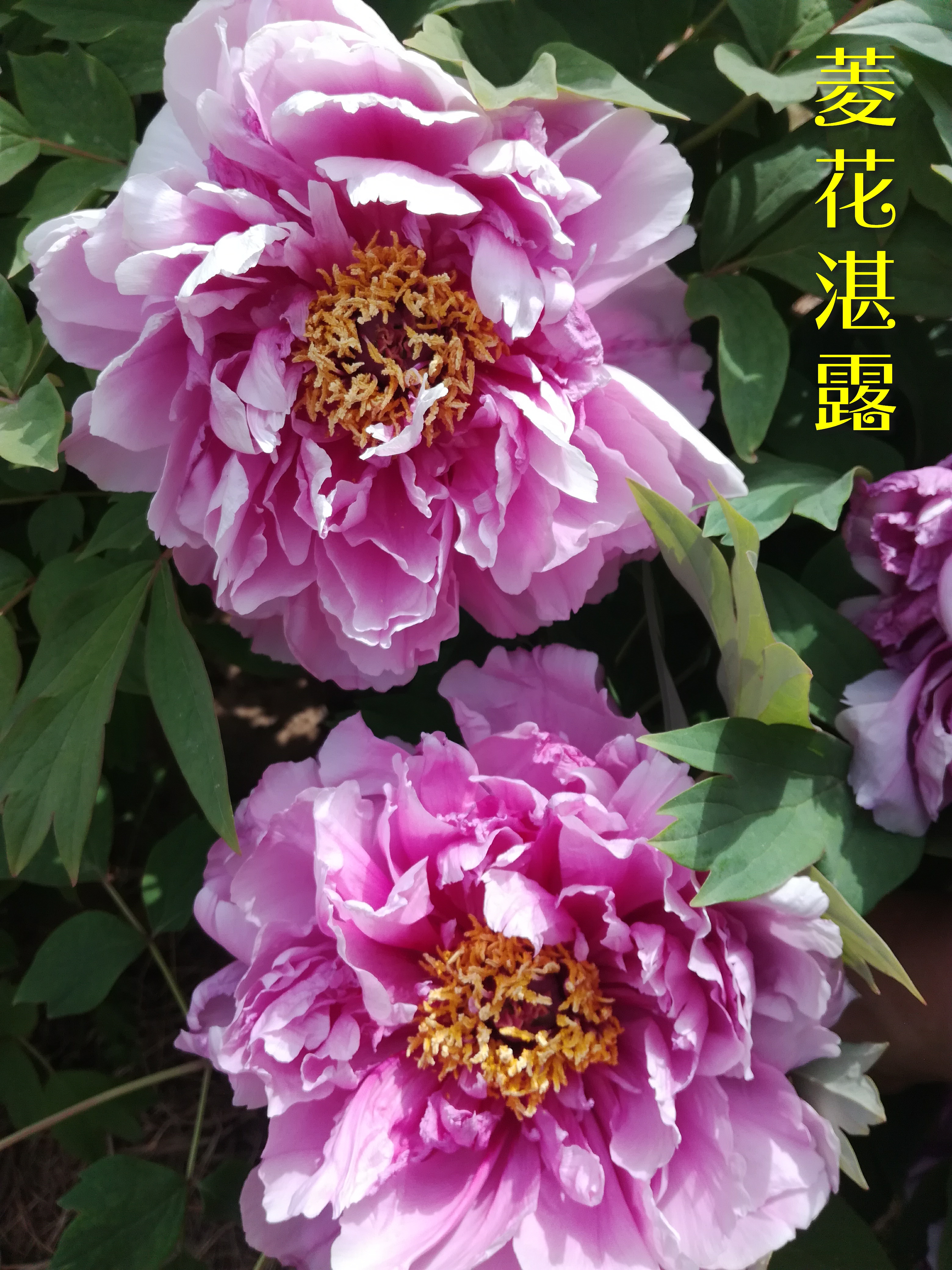 Different Types Of Moutan Peony V 牡丹之 胜葛巾 菱花湛露 鲁荷红 铜云 黑海撒金 Steemit