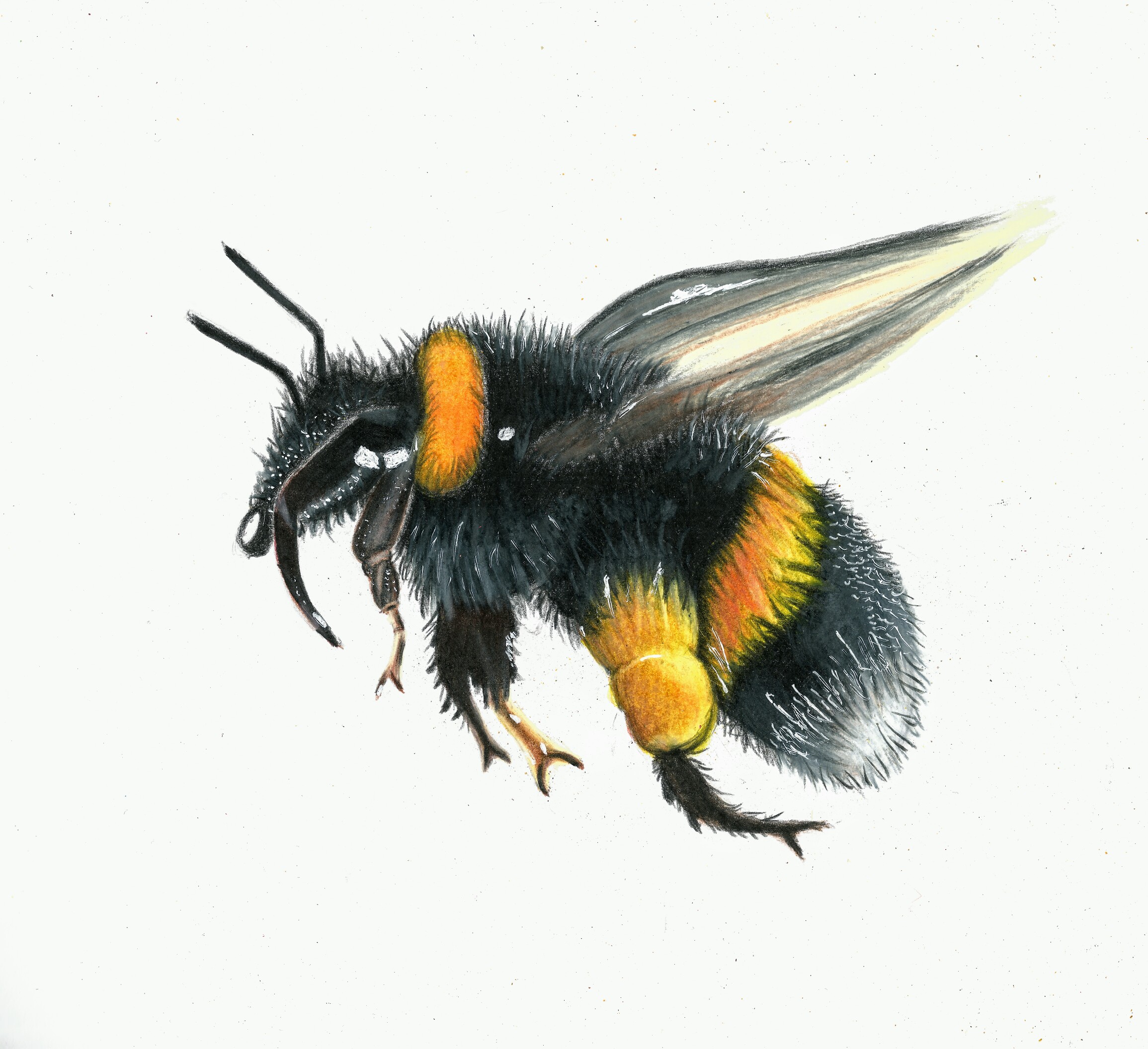 Bee drawn with pencil - Illustration price | Minty